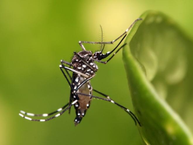 As doenças são causadas pelo mosquito Aedes aegypti