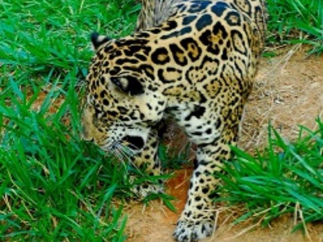 Perd é maior reserva de Mata Atlântica de MG e abriga uma extensa variedade de espécies de flora e fauna