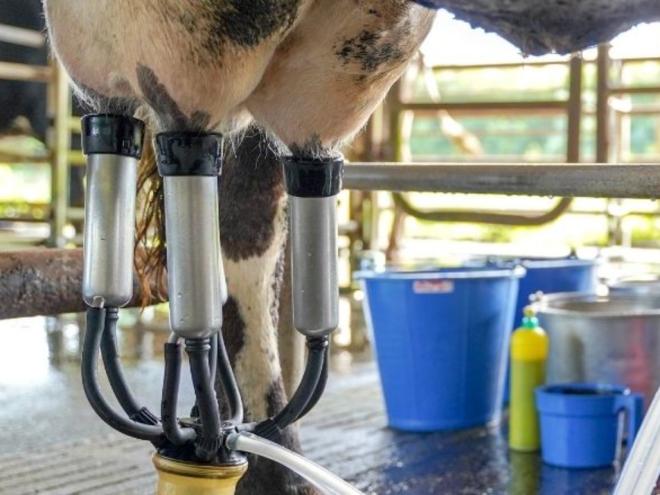 Produtores estão preocupados com a alta importação de leite em pó dos países vizinhos