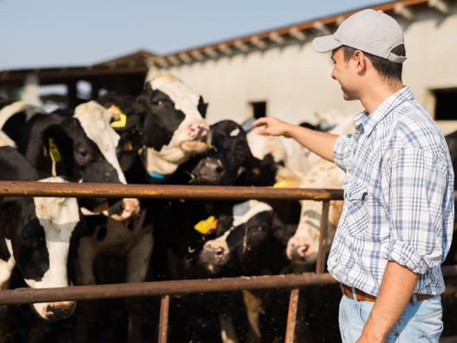 Vacinação foi suspensa em Minas desde de 2023 e produtor precisa agora informar dados de sua produção