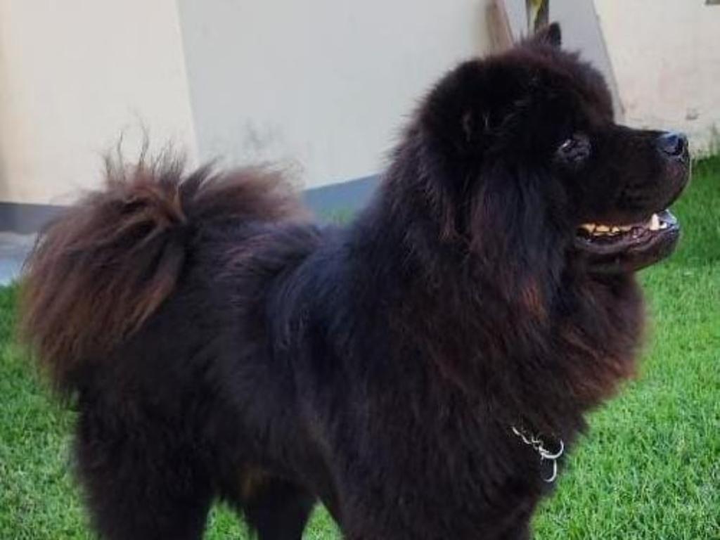 Nero está em tratamento veterinário e toma medicação controlada