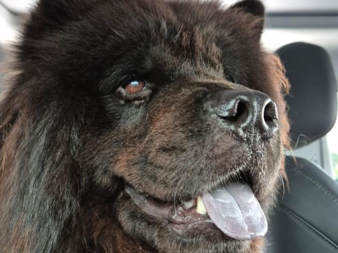 O chow-chow Nero já está com sua cuidadora
