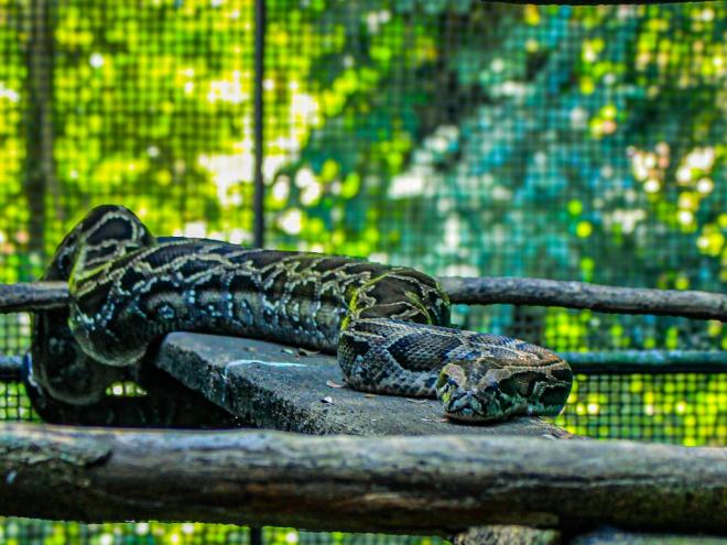 Serpente será levada para o Instituto Estadual de Florestas (IEF) 