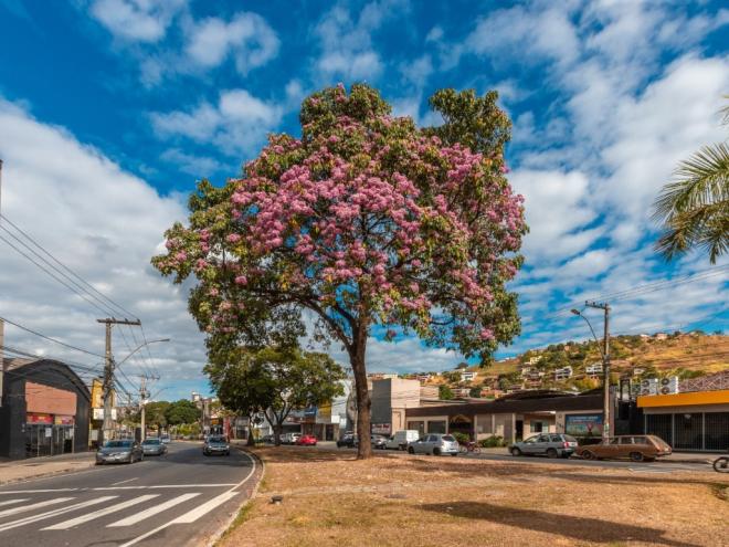 Com uma grande área verde, Ipatinga tem o status de uma das mais arborizadas cidades do país