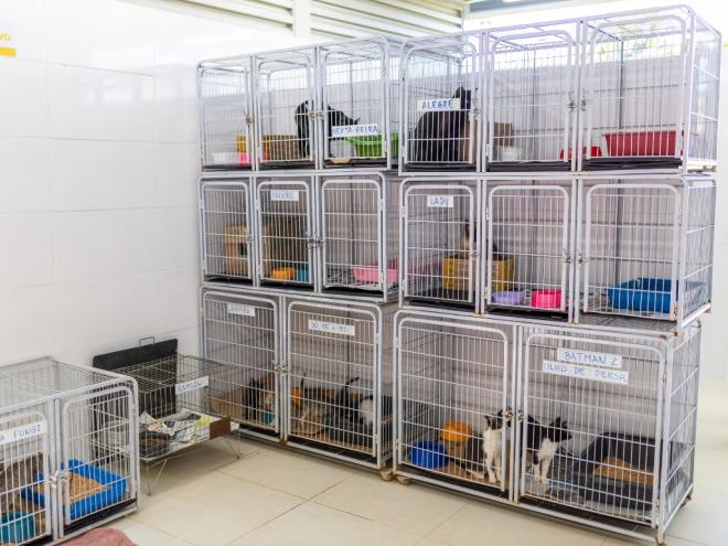 O espaço conta com oito baias destinadas ao acolhimento temporário de cães e gatos 