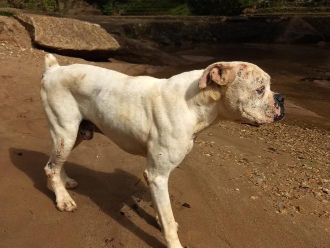 Os cachorros são abandonados entre a saída de Timóteo e entrada de Cava Grande