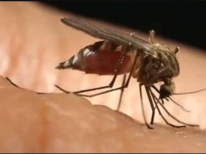 Mosquito minúsculo, conhecido popularmente por 