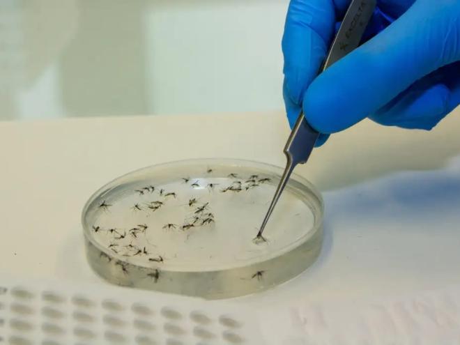 Região concentra casos de febre oropouche em Minas Gerais