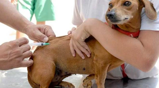 Os animais domésticos a partir dos três meses devem ser vacinados 