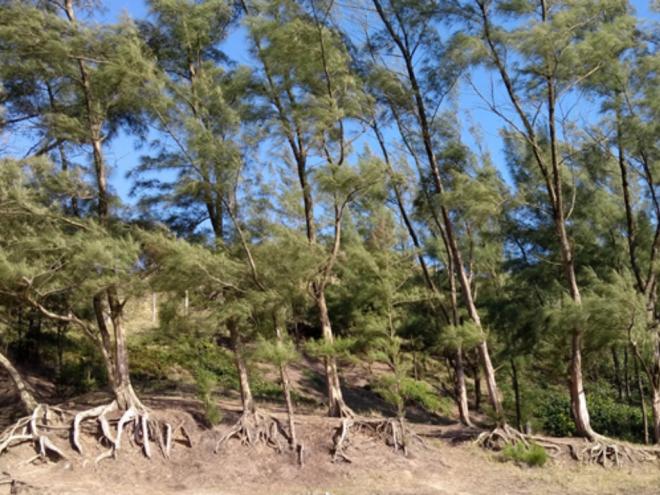 Espécies invasoras são plantas ou animais que não aparecem naturalmente em determinado local