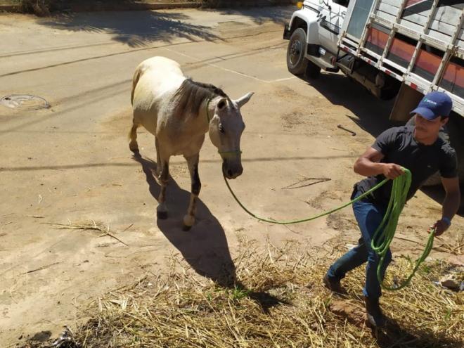 São considerados crime abusos físicos e emocionais ou morte do animal 