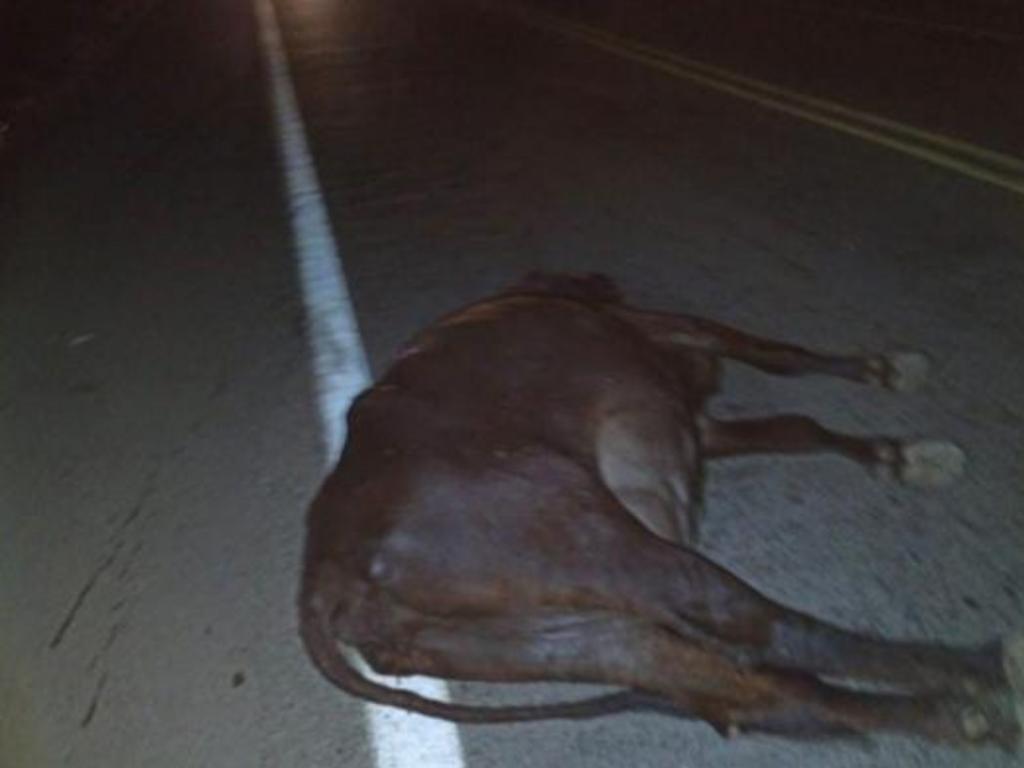 Animal não resistiu e morreu
