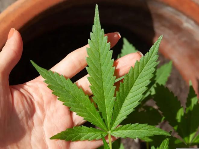 Peritos, Senad, CNJ e advogados aguardam acórdão do Supremo sobre porte da maconha