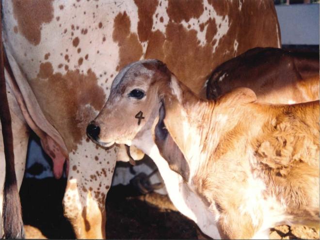 Medidas como a vacinação contra brucelose garantem que o leite e seus derivados, como os queijos artesanais, tenham mais segurança alimentar