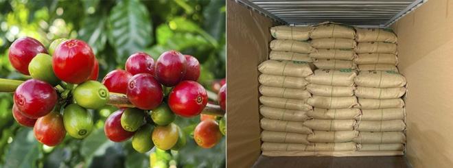 Operação emprega certidão pública e é fruto de parceria entre o Governo de Minas, Universidade Federal de Minas Gerais e a Cooperativa dos Cafeicultores de Três Pontas