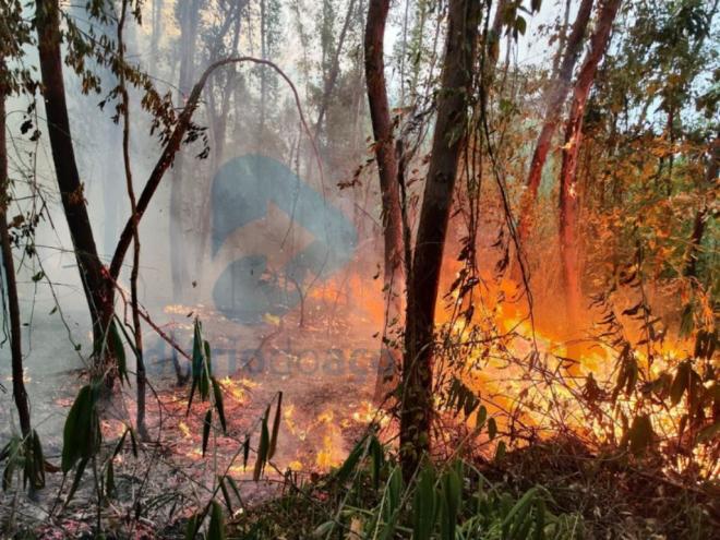 Chamas consomem trecho próximo à porção sul do parque