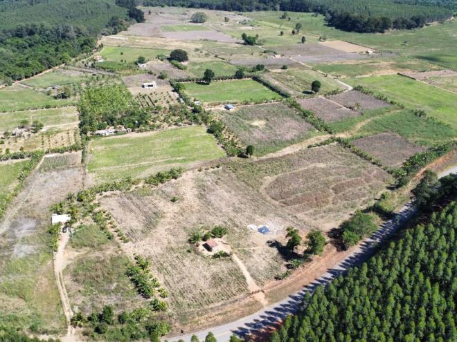 Plantio realizado por agricultores familiares à margem da LMG-759, que interliga Córrego Novo à BR-458