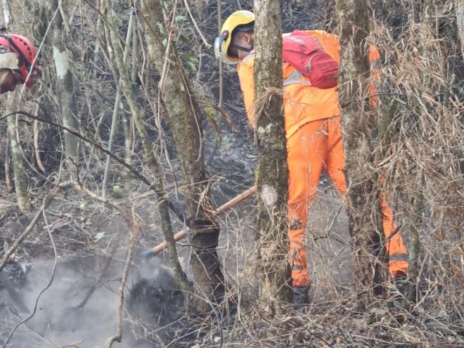 Trabalho de extinção de fogo no mato é feito literalmente à mão 