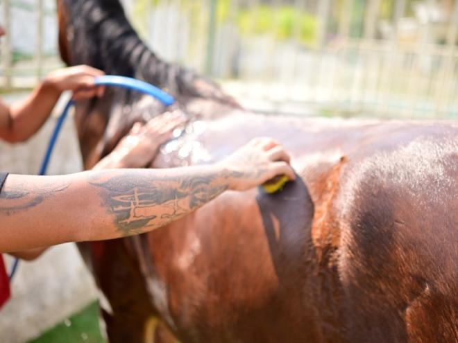 Luis Lima, que descobriu profissão em curso ministrado enquanto cumpria medida, conquistou o terceiro lugar em campeonato Mangalarga Marchador