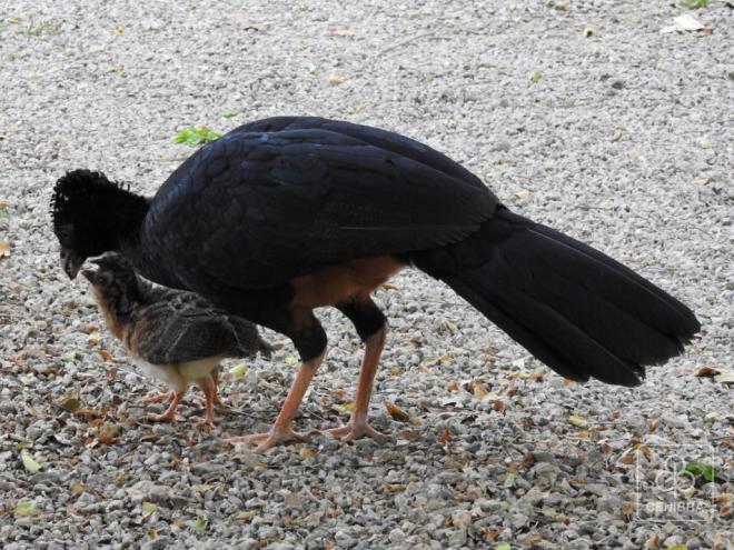 Projeto Mutum tem como objetivo a reintrodução de aves silvestres ameaçadas de extinção em seu habitat natural