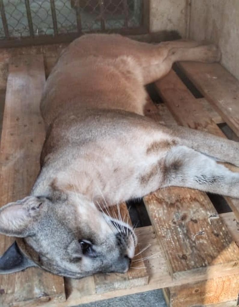 Onça-parda sedada para captura segura. Felino não tem hábito de atacar humanos, exceto se estiver com filhotes e se sentir ameaçado.  As pessoas nunca devem se aproximar de animais silvestres e, ao avistar um, em área urbana, acione a Polícia de Meio Ambiente e Bombeiros 