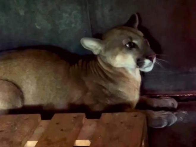 Animal foi sedado para ser resgatado em segurança