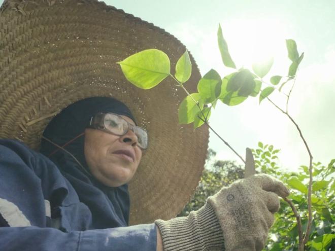 O Viveiro produz anualmente cerca de 12 mil mudas, contemplando diversas espécies 