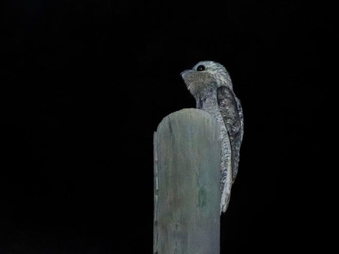 Coruja sapo e urutau na unidade do ''nosso quintal''