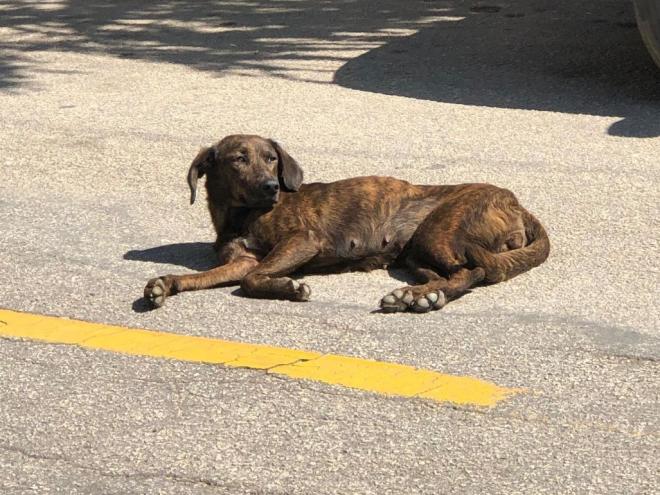 A castração tem como objetivo diminuir o número de animais abandonados 