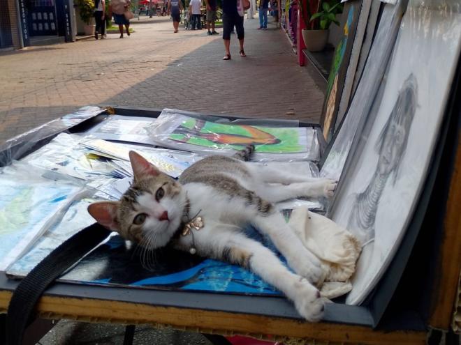 A gatinha Frida acompanha o artista durante a sua jornada  