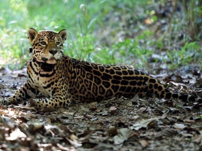 Vestígios de onças no entorno do Perd continuarão existindo, mas animal não costuma atacar pessoas