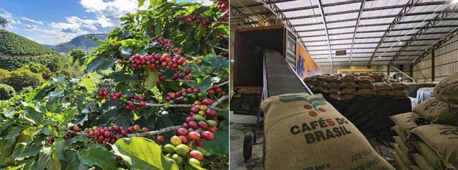 De janeiro a novembro, o valor dos produtos agropecuários exportados para o bloco alcançou US$ 4,1 bilhões, superando o total registrado em 2023