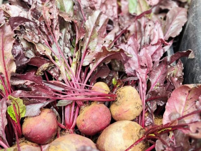 As mudanças climáticas geram impactos para os agricultores 