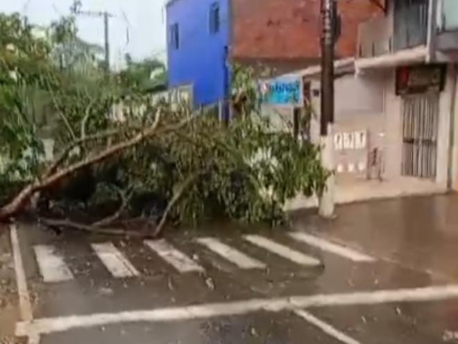 Motoristas devem tomar cuidado com quedas de árvore nas vias