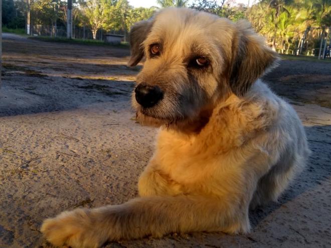 Barulho de fogos pode gerar desde estresse a óbito em cães e gatos 