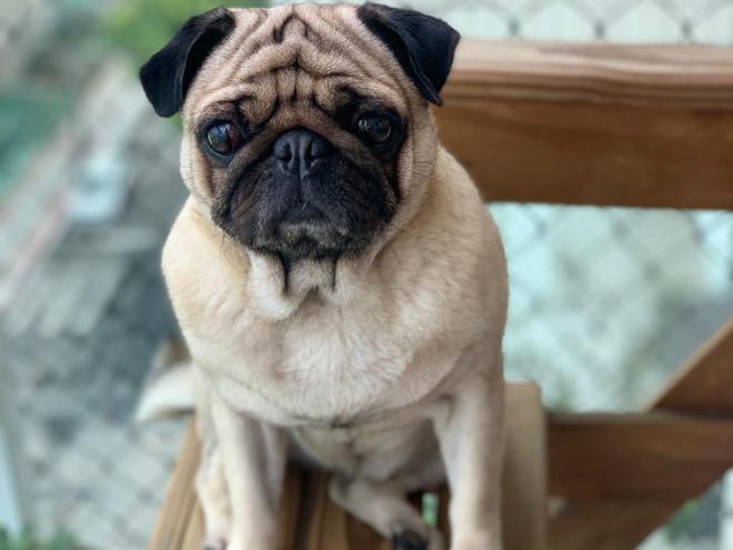 Pug atende pelo nome de Amora e sumiu no Vila Celeste