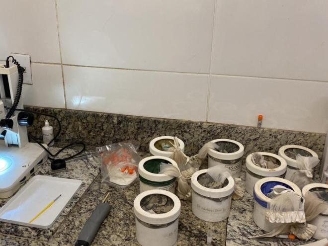 Casos de febre oropouche aumentam em 92,52% em pouco mais de três meses