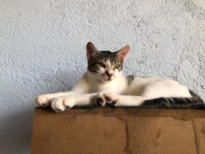 Crença de que felinos são descartáveis aumenta abandono e maus-tratos