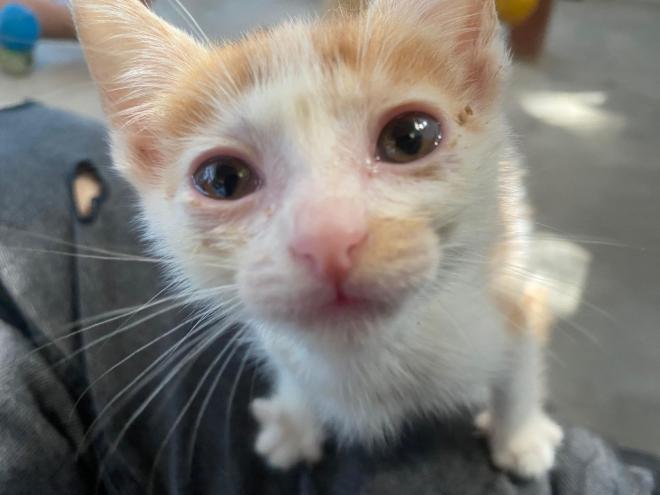 Filhotes são os mais procurados para adoção