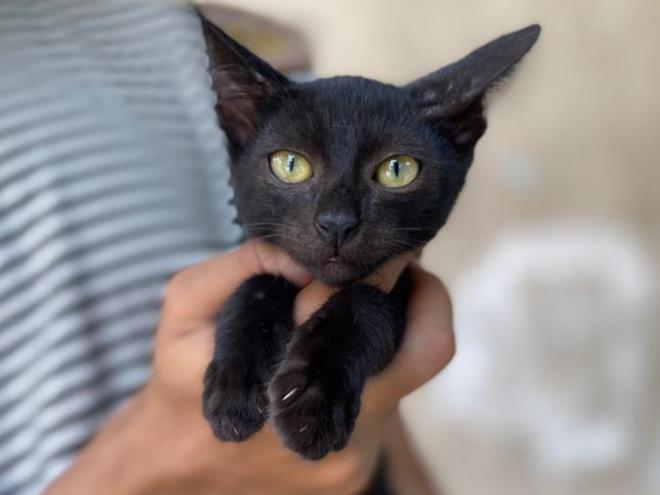 Protetores de animais evitam publicar sobre gatos em determinadas épocas do ano