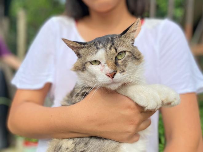 Felinos estão disponíveis para adoção responsável na Arca da Fran e na APPA