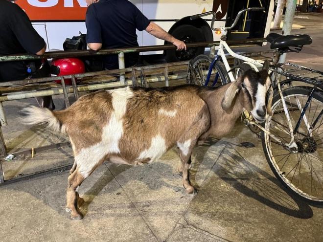Fiona é animal de estimação na praça do Limoeiro, em Ipatinga