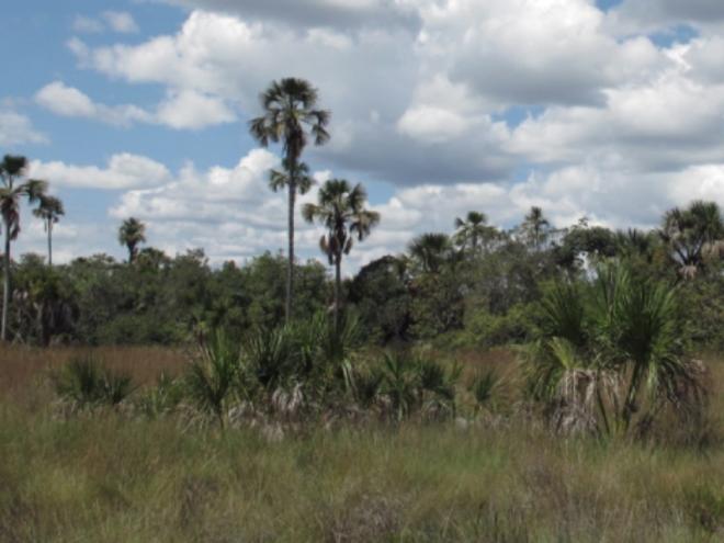 As RPPNs são unidades de conservação criadas por iniciativa dos proprietários de terra e reconhecidas pelo poder público, com o objetivo de preservar a biodiversidade local