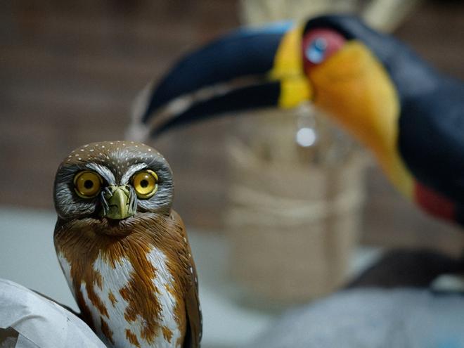 Projeto inovador une arte, educação ambiental e tecnologia para conscientizar sobre a preservação ambiental e a riqueza da avifauna regional