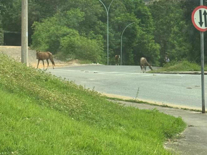 Deixar cavalos e bois soltos em áreas urbanas é crime e pode causar acidentes graves
