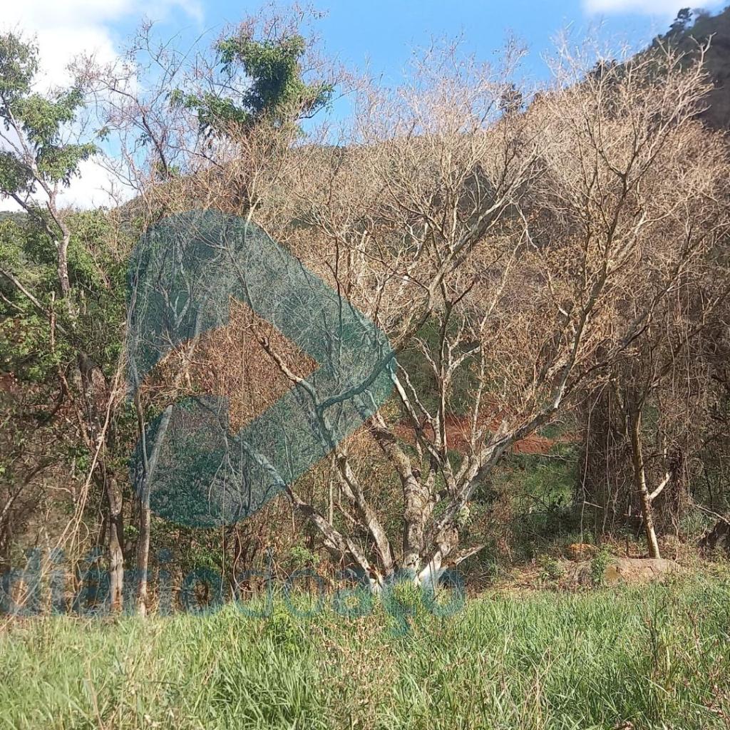 O produto químico, além de devastar a vegetação local, acabou se espalhando pelas redondezas devido à ação dos ventos,