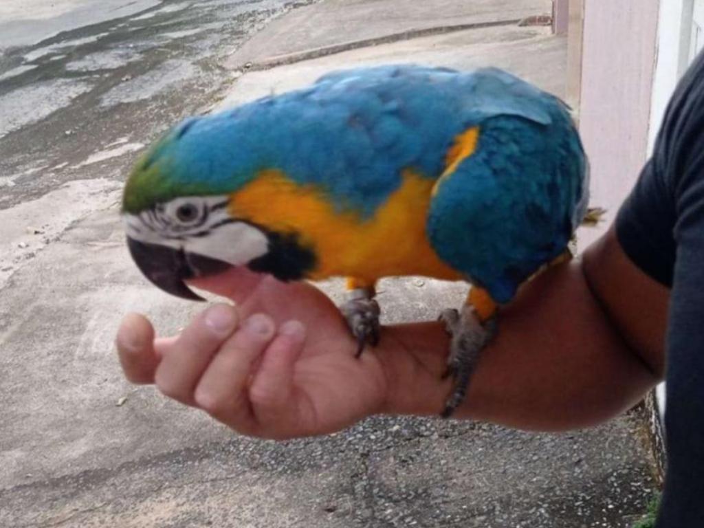 Manter animais silvestres em cativeiro, sem a devida autorização, é crime federal 