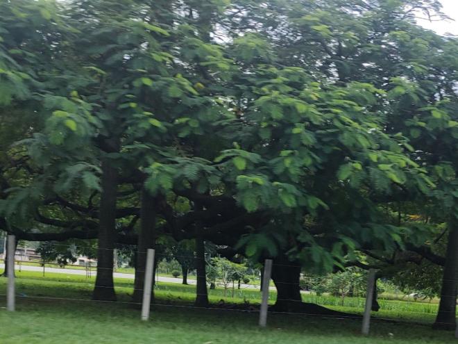Já foram instaladas cercas em parte do canteiro central