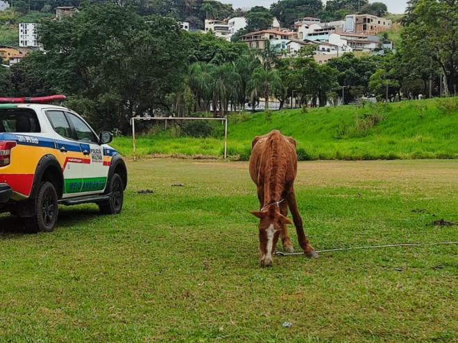 Cerca de 20 animais foram recolhidos em vários pontos da cidade: Planalto, avenida Maanaim, Iguaçu, Chácaras Madalena, dentre outros
