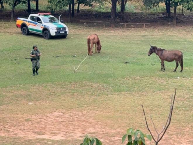 Animais em condição de maus-tratos foram recolhidos em vários bairros de Ipatinga 